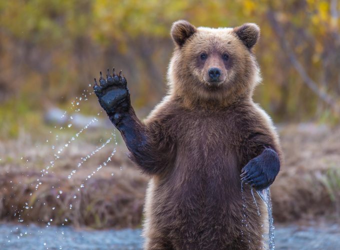 Wallpaper Bear, 4k, HD wallpaper, Hi, Water, National Geographic, Big, Animals 4352017853